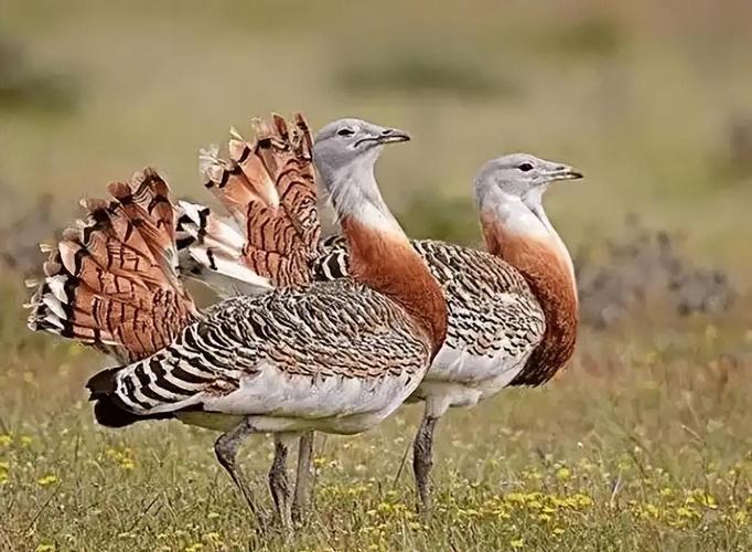 做梦见到鸨鸟预示着哪些？深度解析及好运秘笈