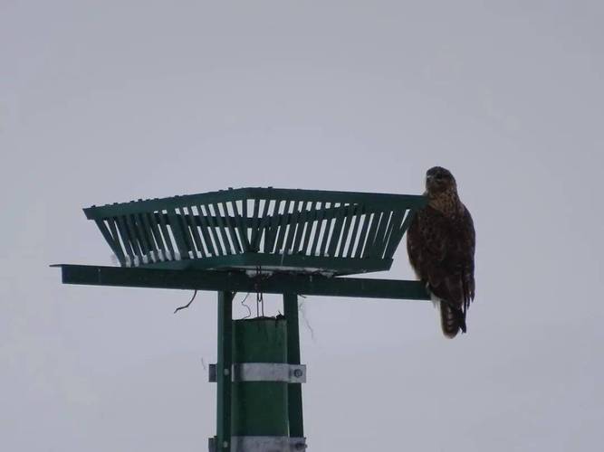 揭秘梦见建筑鹰架的寓意，如何影响你的生活走向？