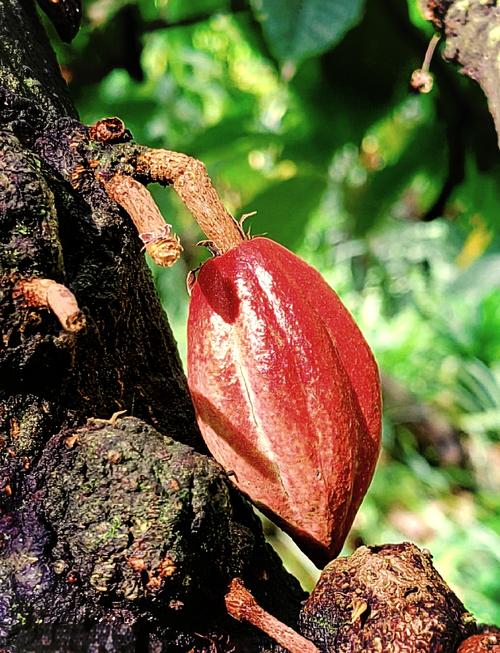 了解梦见可可树的象征意义，提高生活正能量的小技巧