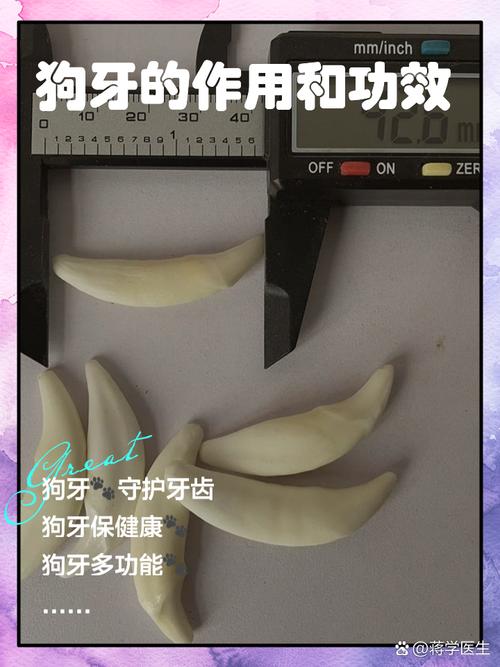 梦见狗牙寓意解析背后深层心理暗示与现实生活启示