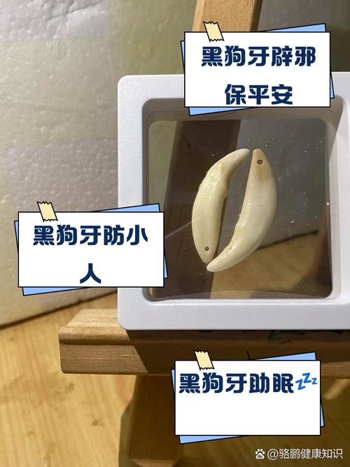 梦见狗牙寓意解析背后深层心理暗示与现实生活启示