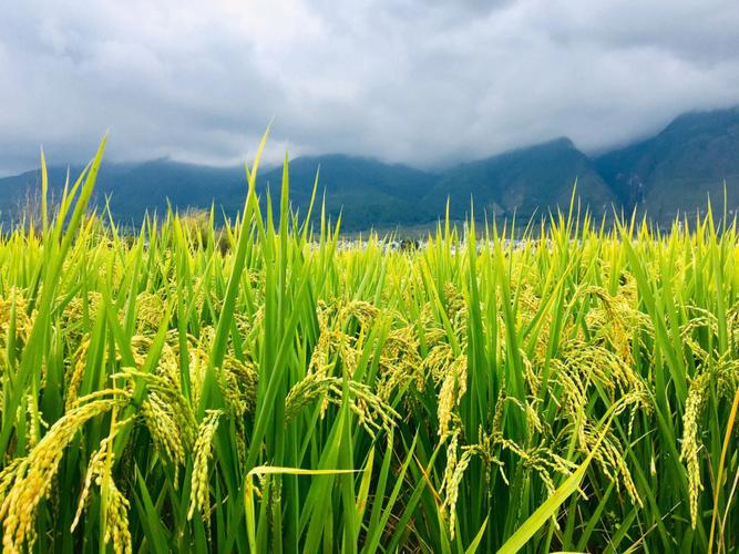 梦见稻田象征解析解密5个隐藏心理信号 梦见稻田象征解析解密5个隐藏心理信号