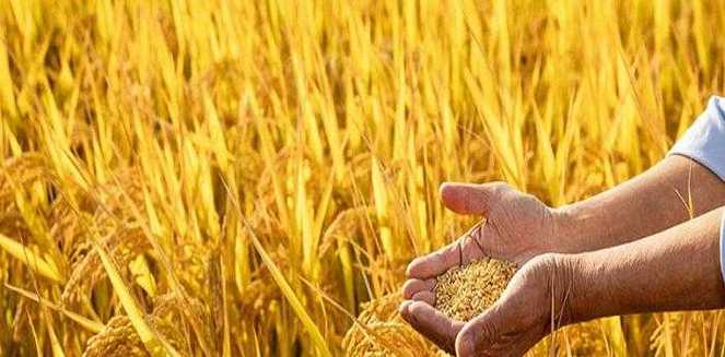 梦见稻田象征解析解密5个隐藏心理信号 梦见稻田象征解析解密5个隐藏心理信号