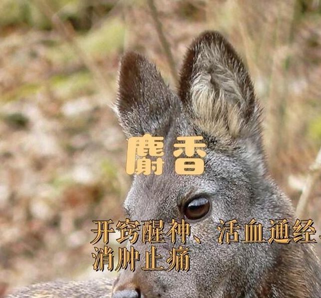 梦见麝香寓意解析独特象征与深层次心理分析