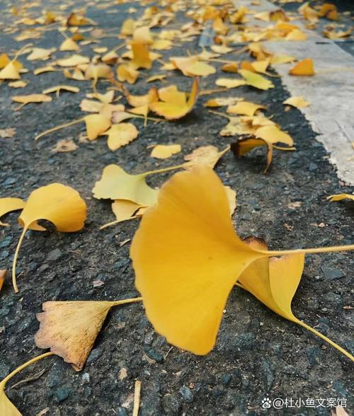 银杏树叶散落满地的意义及其高效解决方案探索