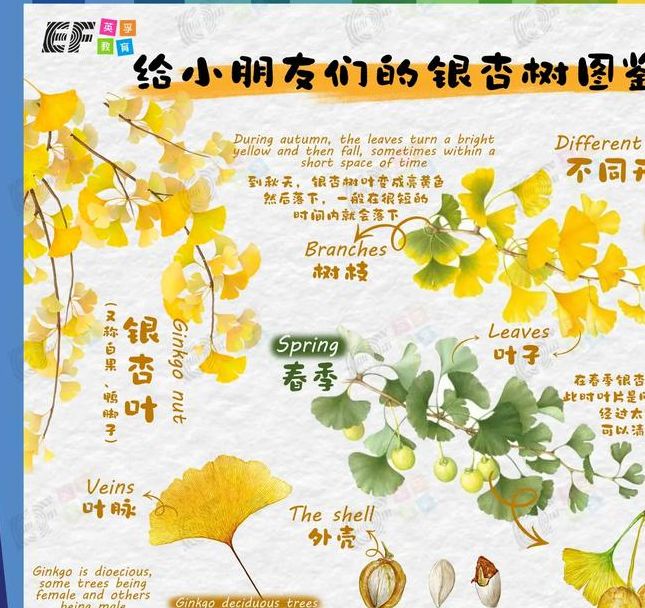 银杏树叶散落满地的意义及其高效解决方案探索