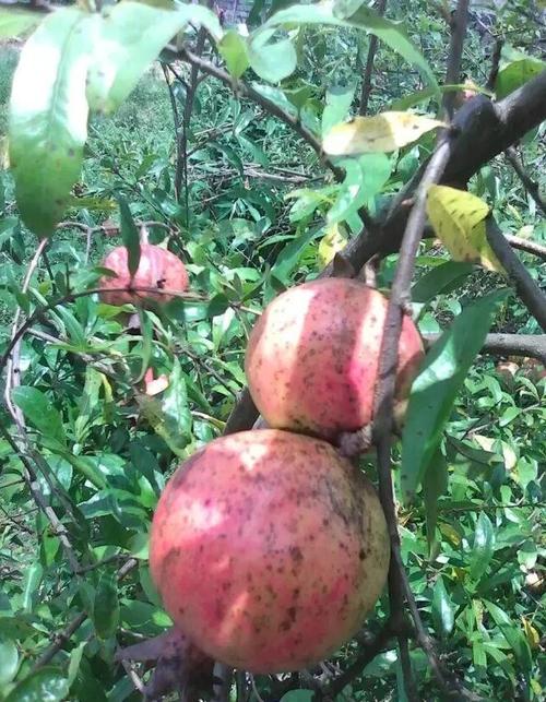 解读梦见石榴树开启内心财富的五大秘诀 解读梦见石榴树开启内心财富的五大秘诀