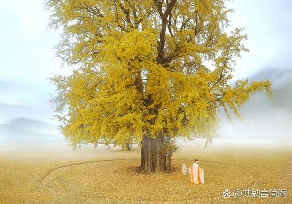 梦见银杏树预示哪些？深度解析梦境的象征意义及高效解决方案