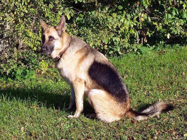 梦见狼狗意味着哪些?揭示梦境背后的心理暗示 梦见狼狗意味着哪些?揭示梦境背后的心理暗示