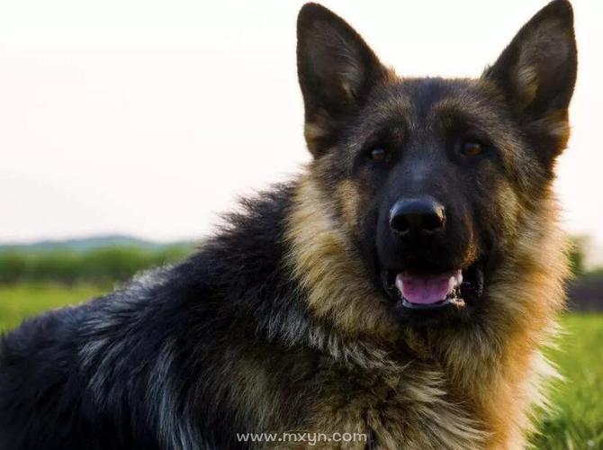 梦见狼狗意味着哪些?揭示梦境背后的心理暗示 梦见狼狗意味着哪些?揭示梦境背后的心理暗示