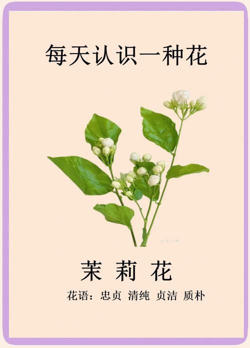 梦见茉莉花预示幸福转机，解梦内涵深度解析，网友分享感人经历！