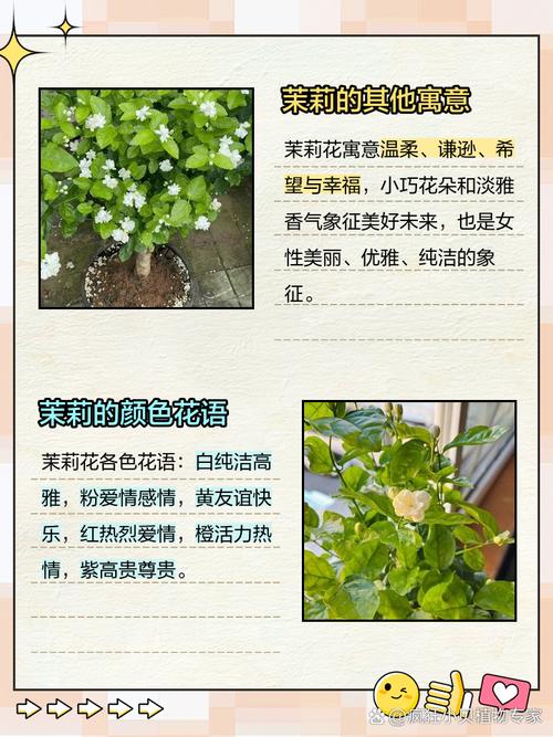 梦见茉莉花预示幸福转机，解梦内涵深度解析，网友分享感人经历！