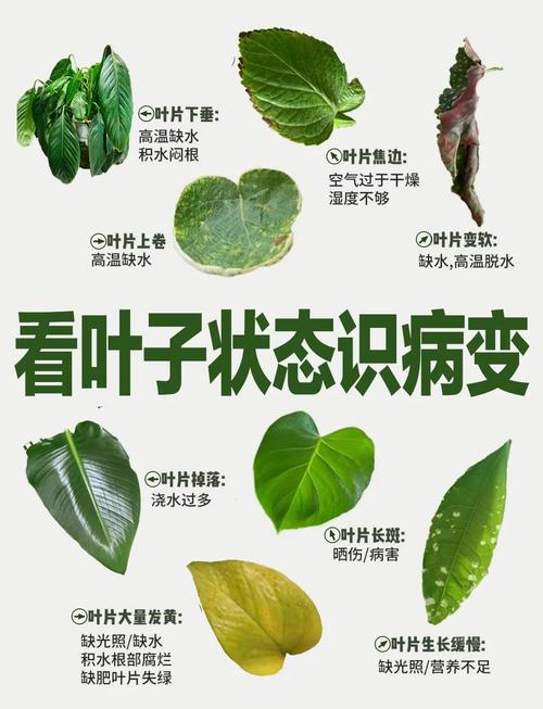 梦见绿叶象征含义解读与高效解决方案分析