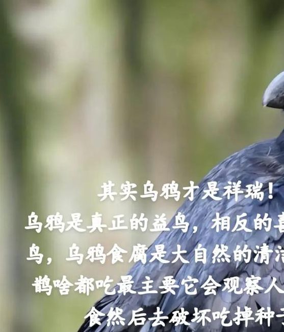 揭秘梦见大乌鸦的深层含义，让你解锁潜在好运