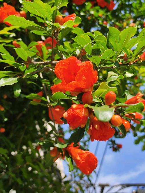 梦见石榴树开花解读人生好运的五大象征