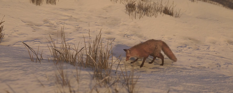 刺客信条：影中雪地赤狐墨绘的位置在哪里？
