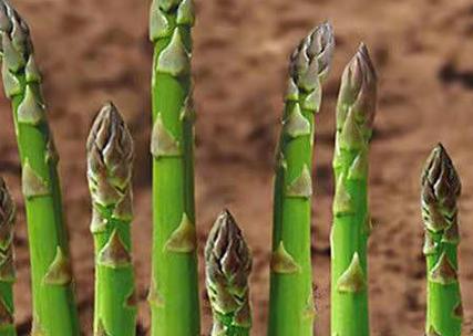 梦见芦笋的深刻寓意解读，用户探索内心潜藏渴望的力量！