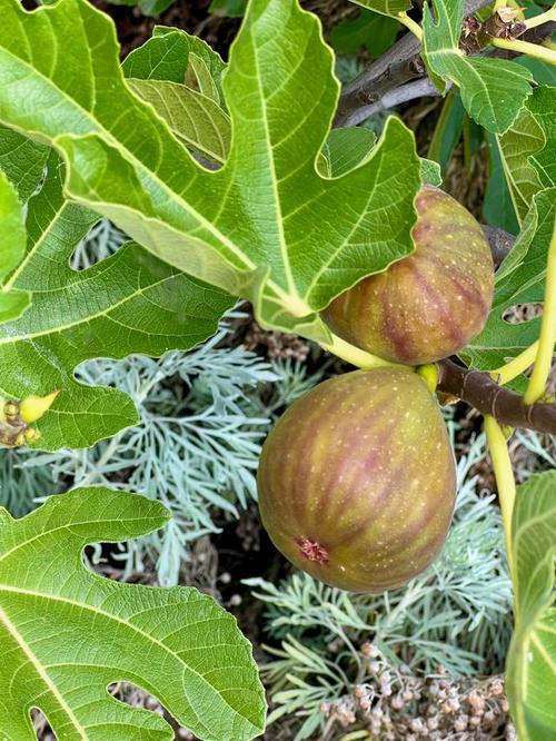 预测梦境解读无花果树象征的幸福预兆与心理解惑！