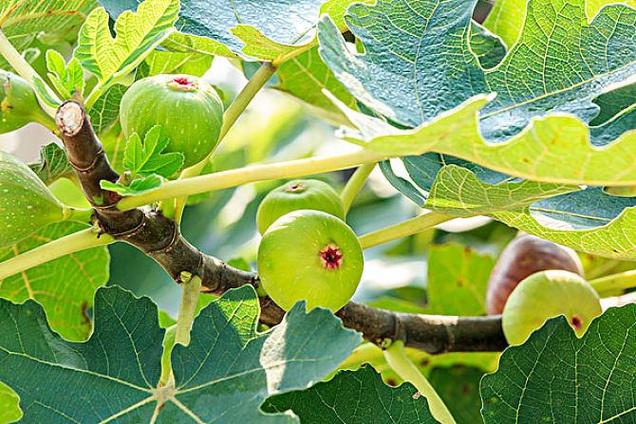 预测梦境解读无花果树象征的幸福预兆与心理解惑！