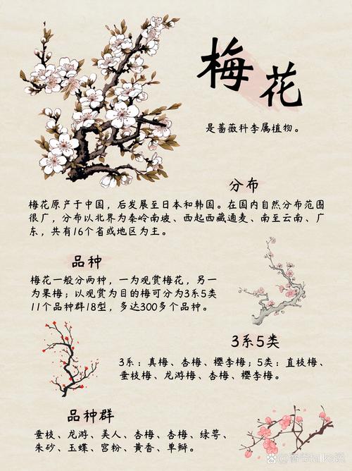 梦见梅花牌预示哪些意义？探讨梦境解析与心理暗示