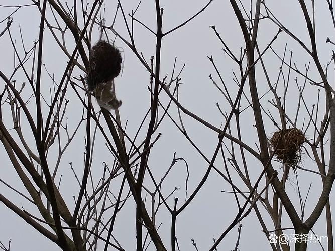 解梦指南梦见鸟巢预示哪些？深度解析与生活启示
