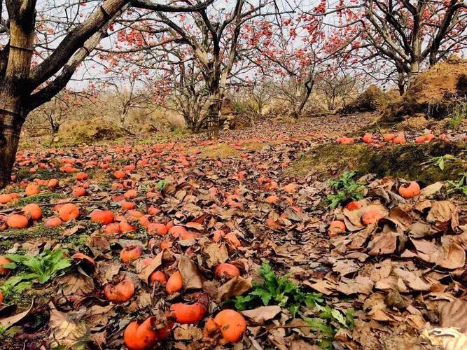 梦见摘柿子暗藏玄机？解析梦境背后深意及潜在影响