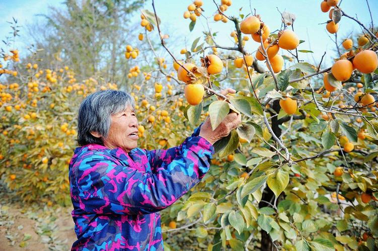 梦见摘柿子暗藏玄机？解析梦境背后深意及潜在影响