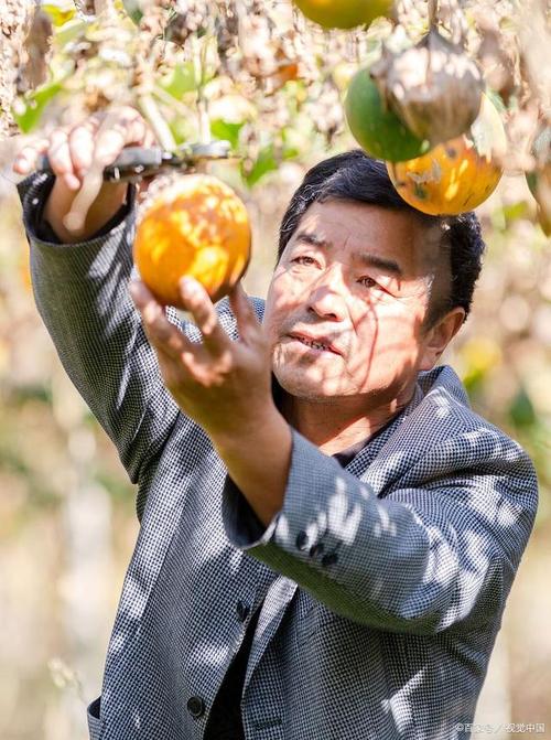 梦见摘柿子暗藏玄机？解析梦境背后深意及潜在影响