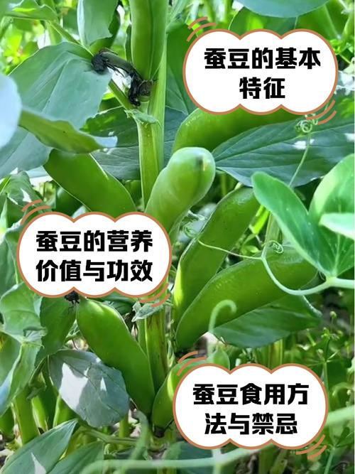 解梦专家揭秘梦见蚕豆的5个深层含义与心理暗示