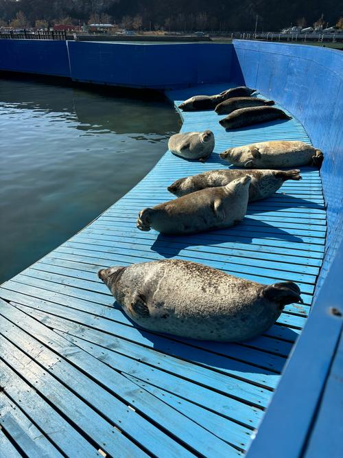 你知道斑海豹越冬会选择哪些生存策略吗？