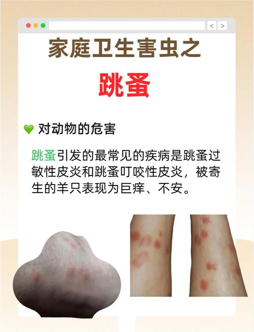 梦见跳蚤是哪些意思？高效解决方案解析梦境象征