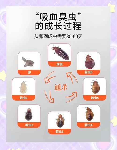 梦见臭虫的深度解析心理暗示与生活启示