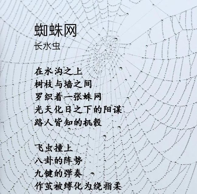 梦见蜘蛛网的象征意义解析揭示内心潜藏的信息与机遇