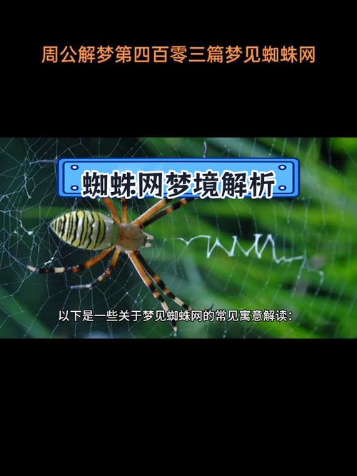 梦见蜘蛛网的象征意义解析揭示内心潜藏的信息与机遇