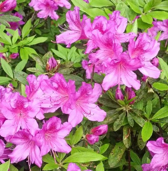 揭秘梦见杜鹃的6大象征意义权威解读与心理学视角