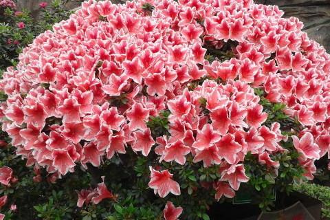 揭秘梦见杜鹃的6大象征意义权威解读与心理学视角