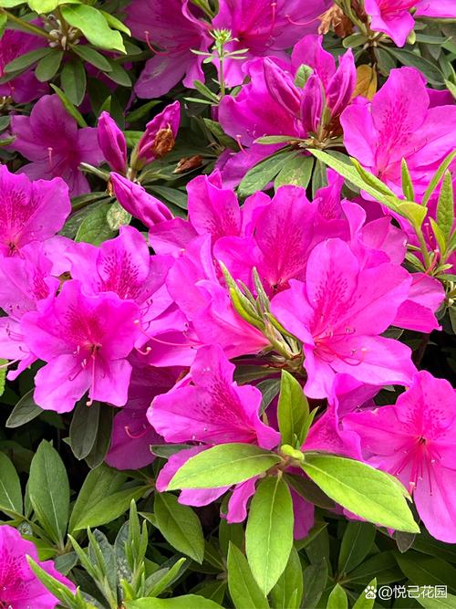 揭秘梦见杜鹃的6大象征意义权威解读与心理学视角