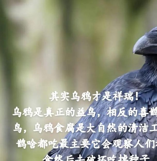 梦见乌鹊解析5个象征意义及吉凶暗示