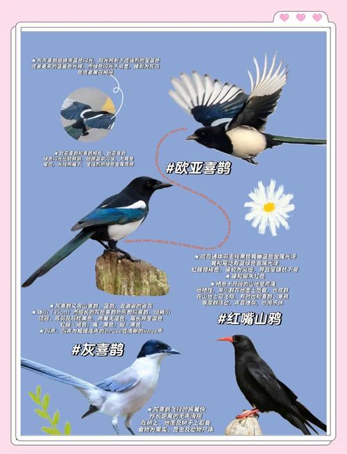 梦见乌鹊解析5个象征意义及吉凶暗示