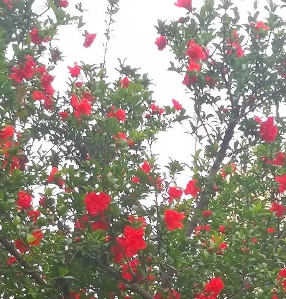 梦见石榴树开花的深层寓意分析运气转好还是机会降临? 梦见石榴树开花的深层寓意分析运气转好还是机会降临?