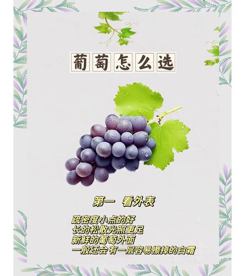 梦见摘葡萄的象征意义财富与机遇解析