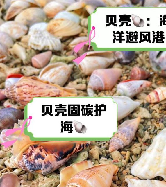 梦见贝壳象征解读提升生活幸福感的秘密技巧