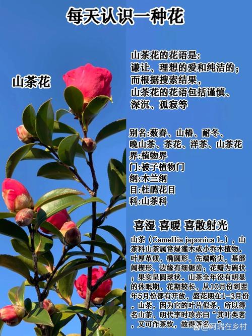 梦见山茶花寓意详解，探索内心深处的梦境情感共鸣