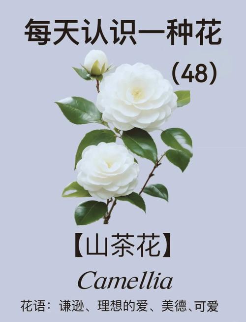 梦见山茶花寓意详解，探索内心深处的梦境情感共鸣