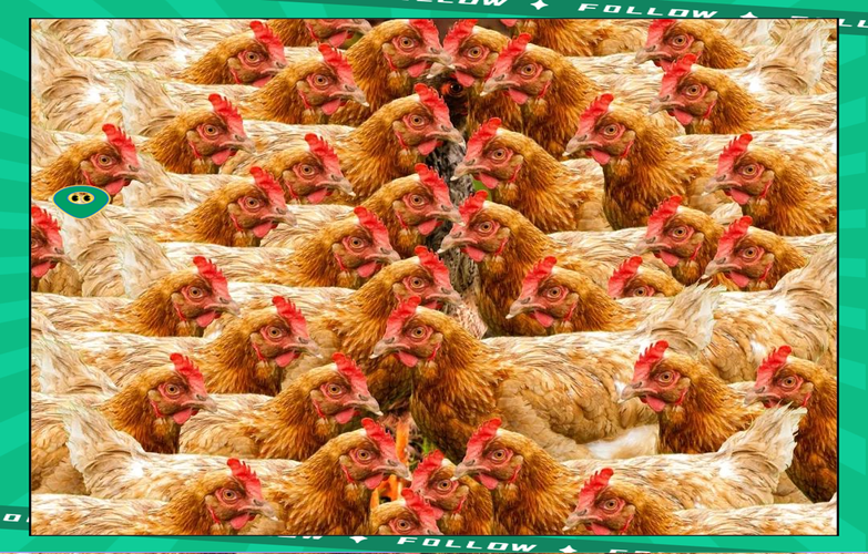 梦见小鸡意味着哪些？揭示背后象征意义和解读方法