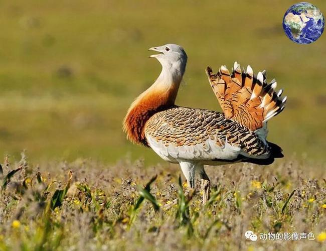 鸨鸟梦境解析神秘寓意与生活启示深度解读