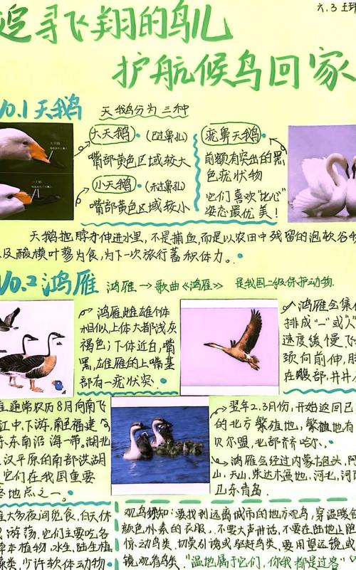 鸨鸟梦境解析神秘寓意与生活启示深度解读