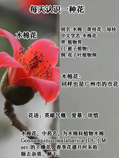 梦见花木的含义揭示7种象征背后的深意