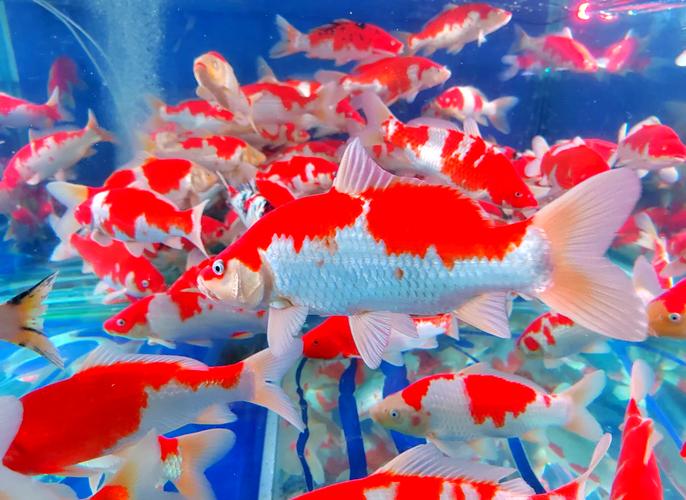 梦见红鲤鱼象征好运?解梦详解助你了解背后寓意! 梦见红鲤鱼象征好运?解梦详解助你了解背后寓意!