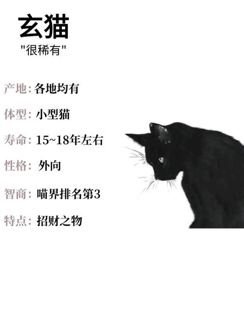 梦见黑猫的神秘力量与潜在启示解析梦境影响力